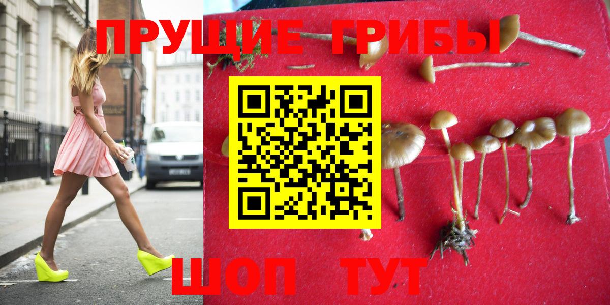 Псилоцибиновые грибы мицелий Бутурлиновка